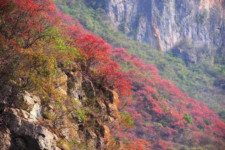 比光雾山还红，比金川彩林还晚，中国顶级的红叶盛宴正当时！