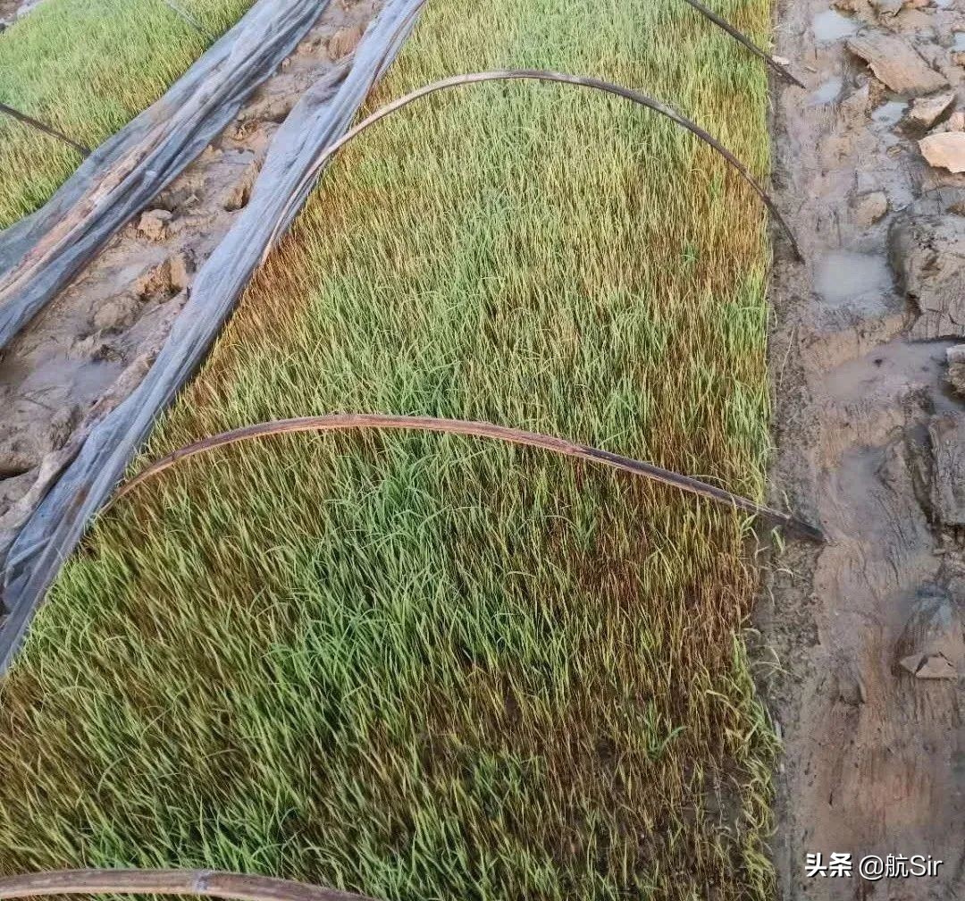水稻旱育秧死苗的原因,水稻秧苗猝倒病怎么发生的