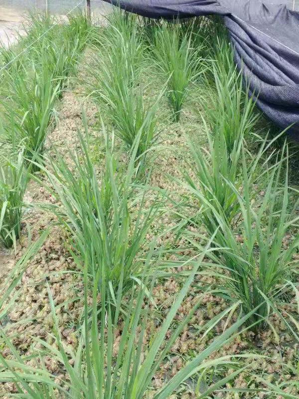 仙桃万蛙鸣青蛙养殖,青蛙养殖湖南省