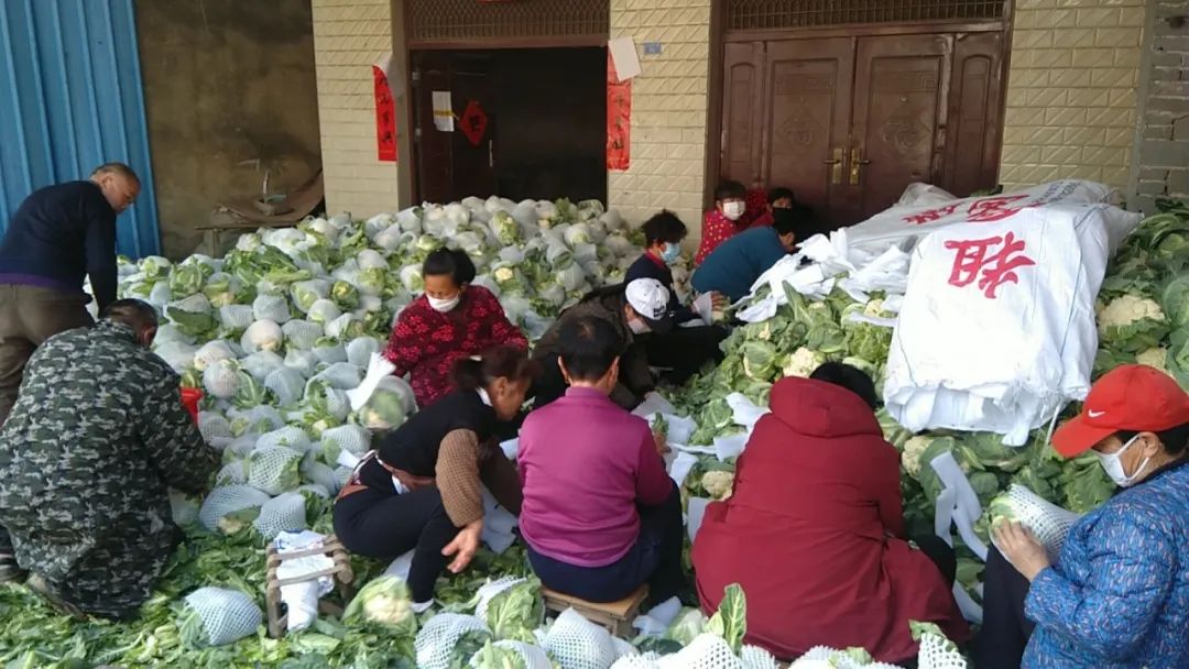 最近滞销的蔬菜 (山东菏泽滞销蔬菜)