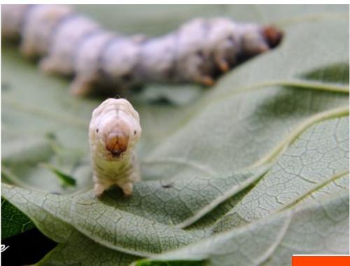 养蚕记合集,养蚕记故事