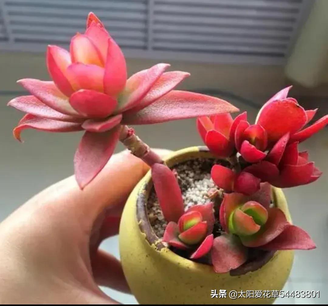 多肉小彩虹糖 (多肉糖果火祭)