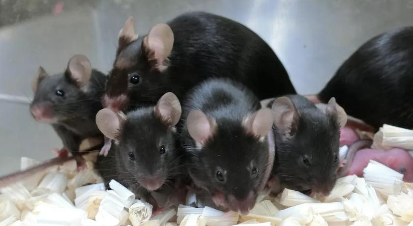 国际空间站老鼠,空间站的老鼠