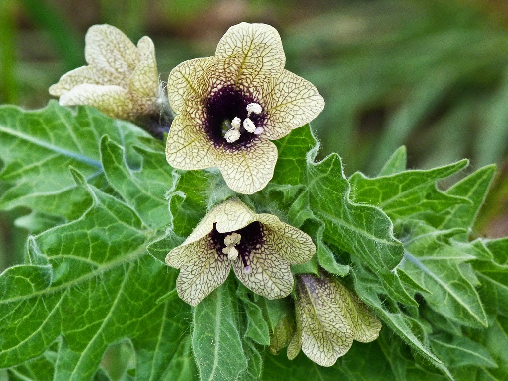 1月至12月生日花的花语,什么花语是祝福生日快乐的花