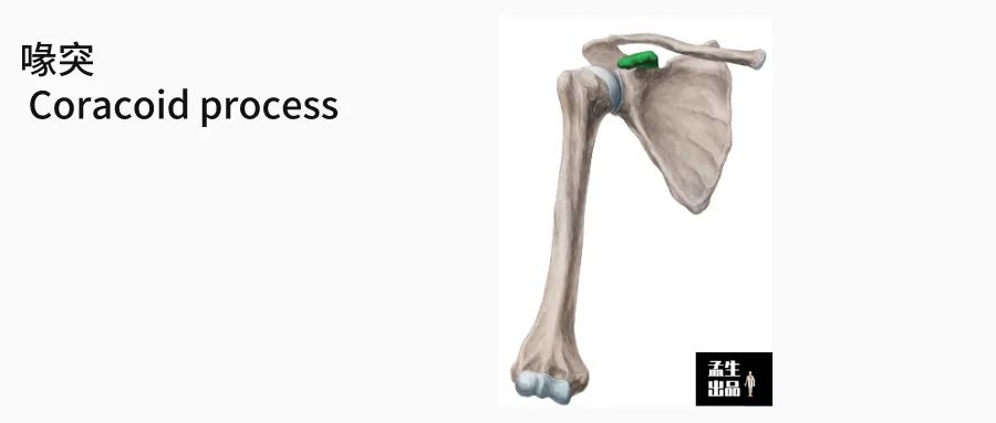 肩关节与肩胛骨的结构图,肩胛骨深层肌肉解剖图