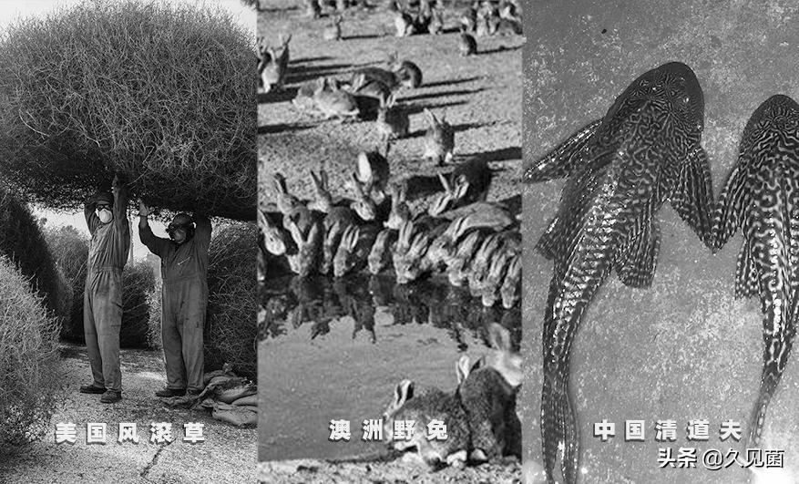 40万只缅甸蟒肆虐美国，放肆绞杀本地物种，美国人试图将其吃光