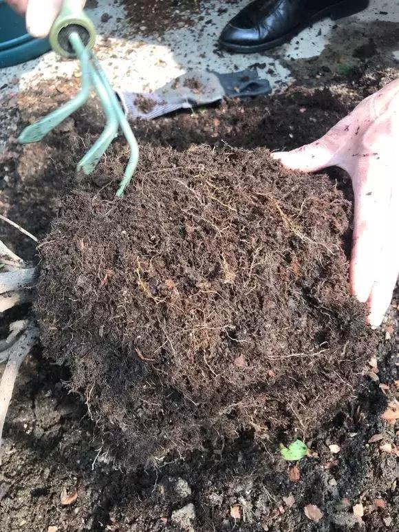 杜鹃怎么养才能爆开花,为什么都说杜鹃很厉害