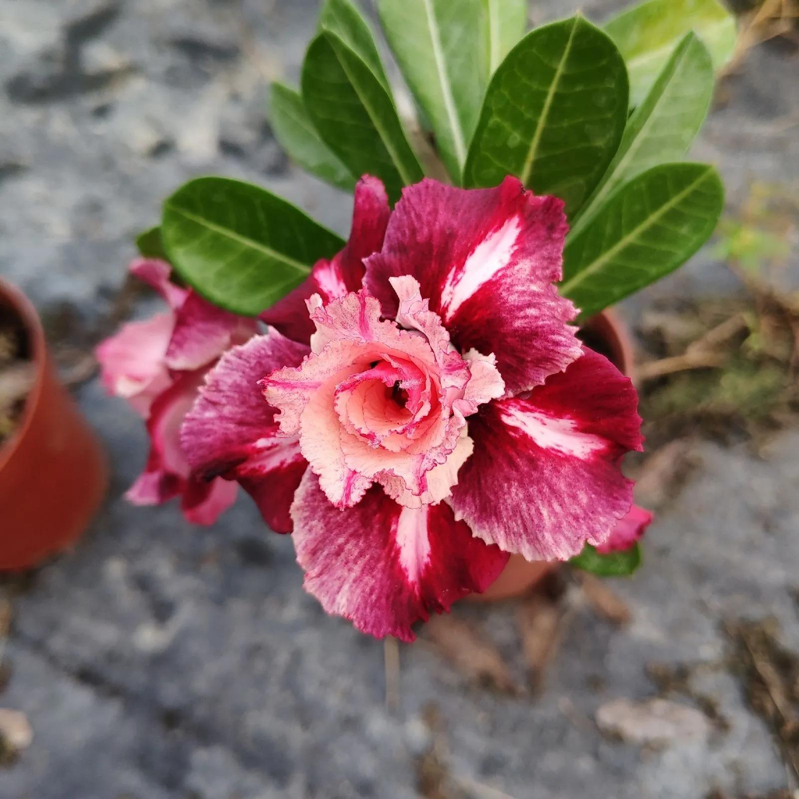 84个沙漠玫瑰品种，收起来慢慢看，待到来年春天选几种喜欢的养