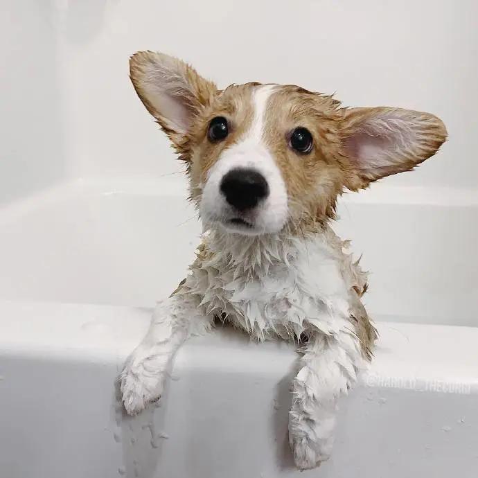 养狗值得吗知乎,新手养狗不建议养吗知乎