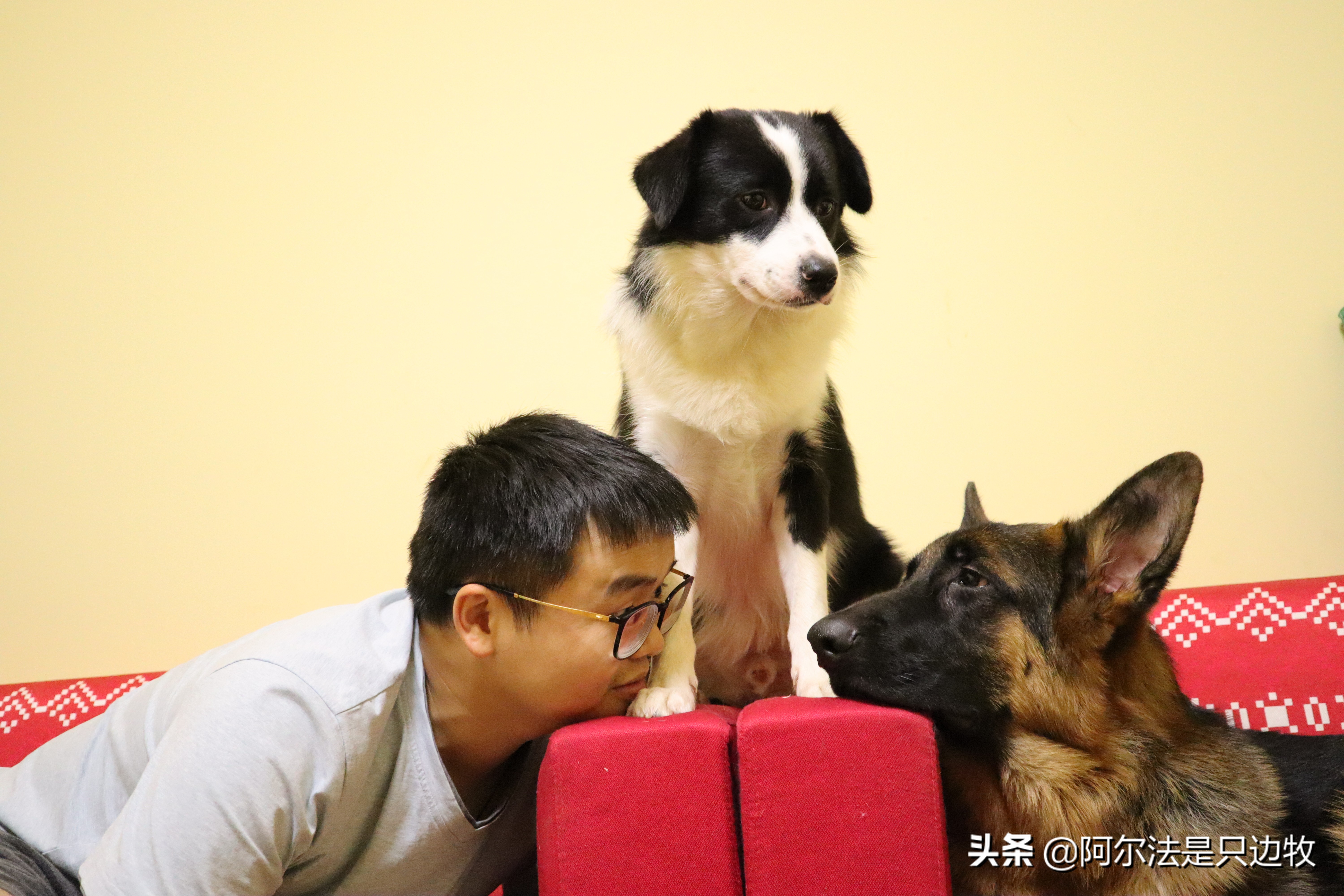 几乎每个狗狗都吃过屎?狗吃屎的原因是什么,如何才能解决