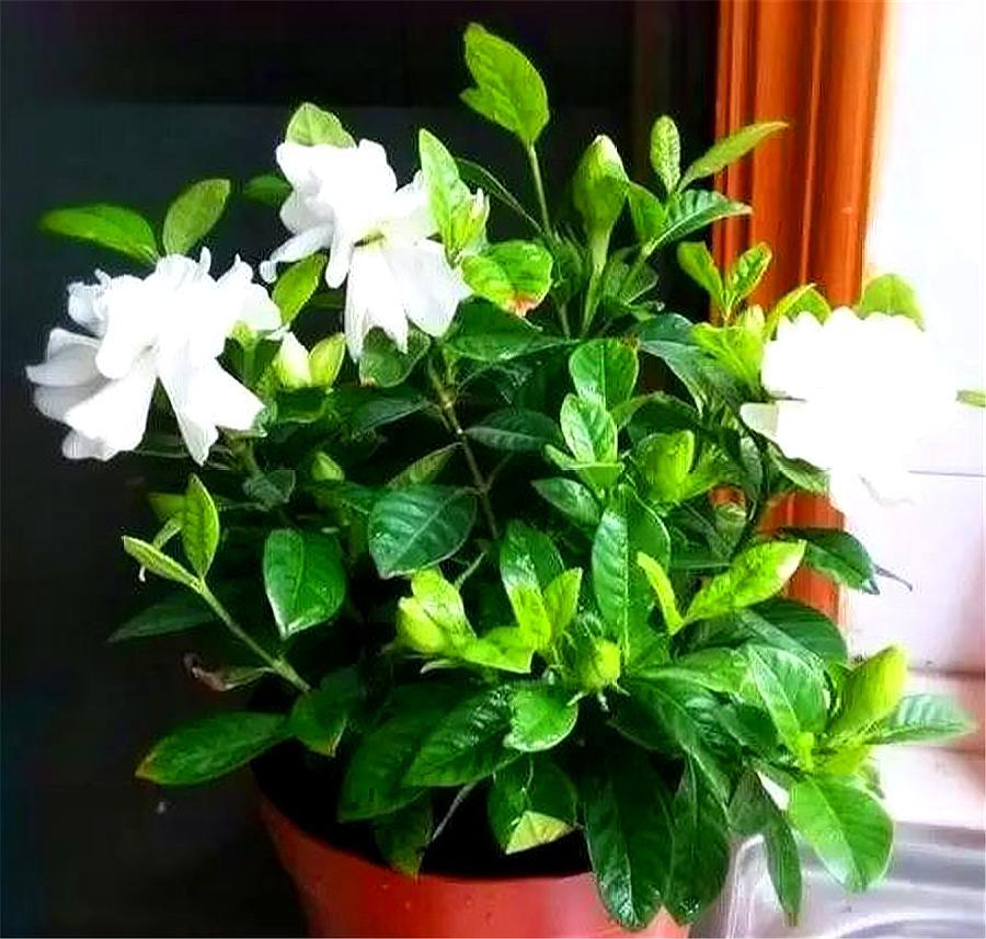 养爆栀子花的诀窍只需1个字,栀子花怎么养才不黄叶旺盛