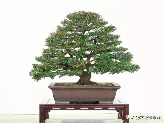 文玩盆景摆件,文玩盆景奇石