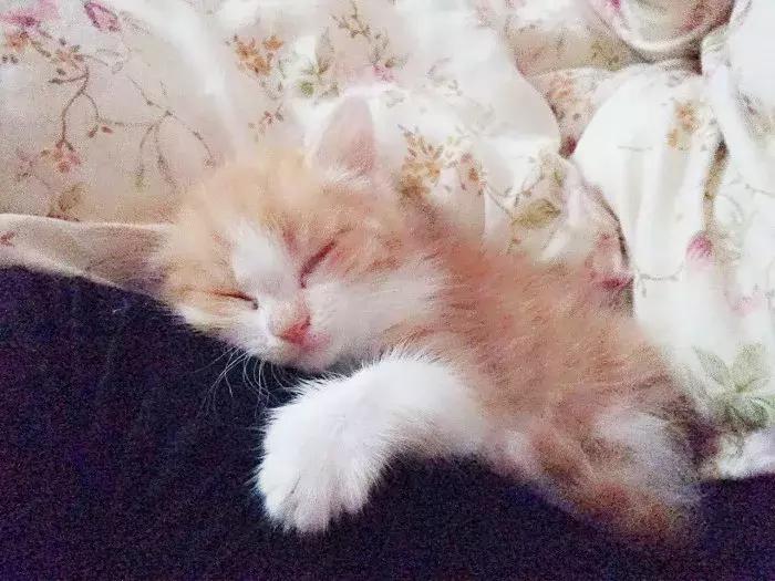 猫咪怀孕怎么才知道,猫咪怀孕怎么办呀