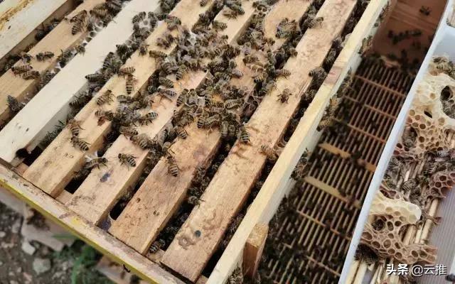 密云养蜂场,密云蜜蜂花园