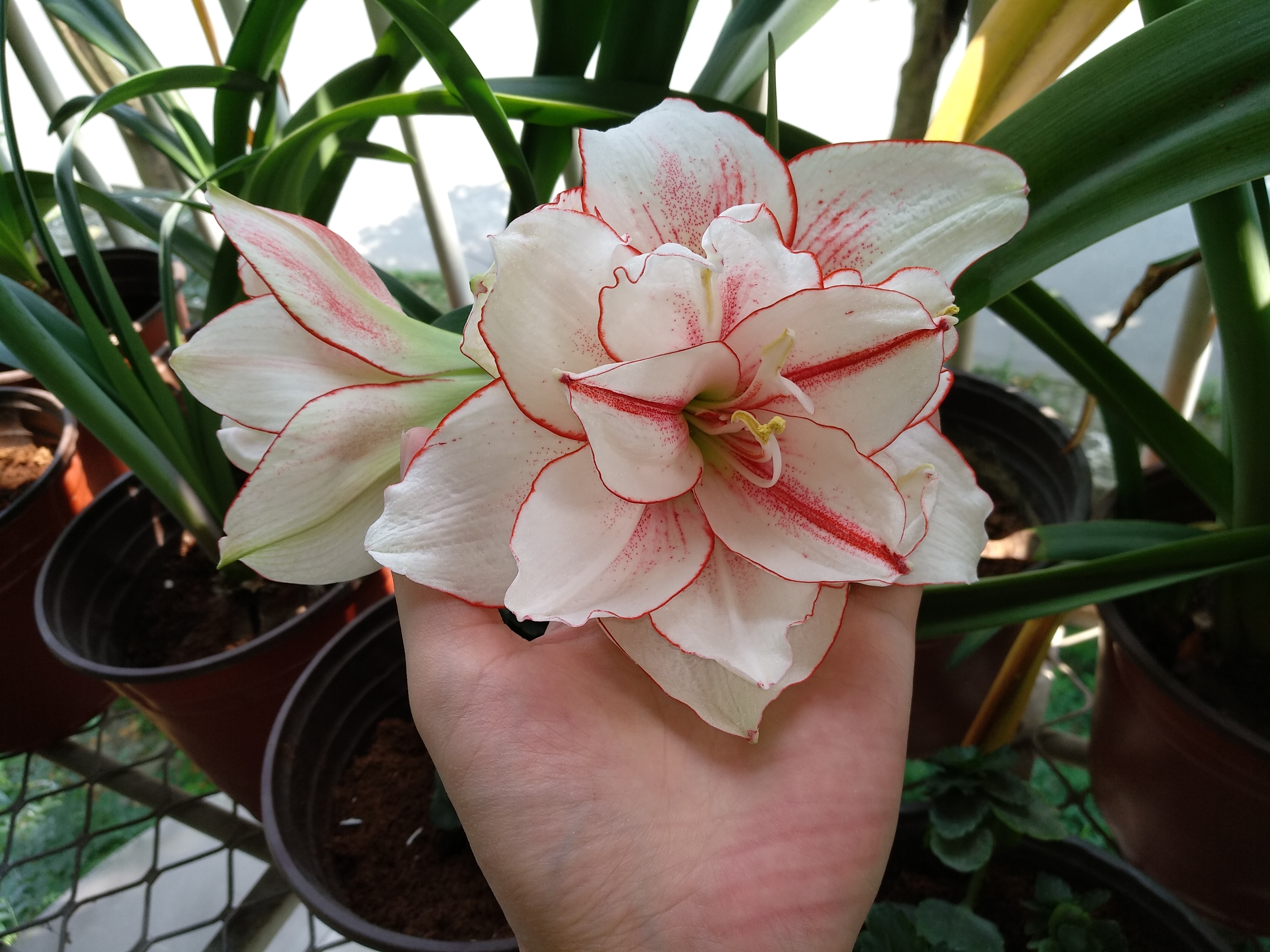 进口朱顶红种球烂了怎么修复,朱顶红种球根烂还有白色的虫