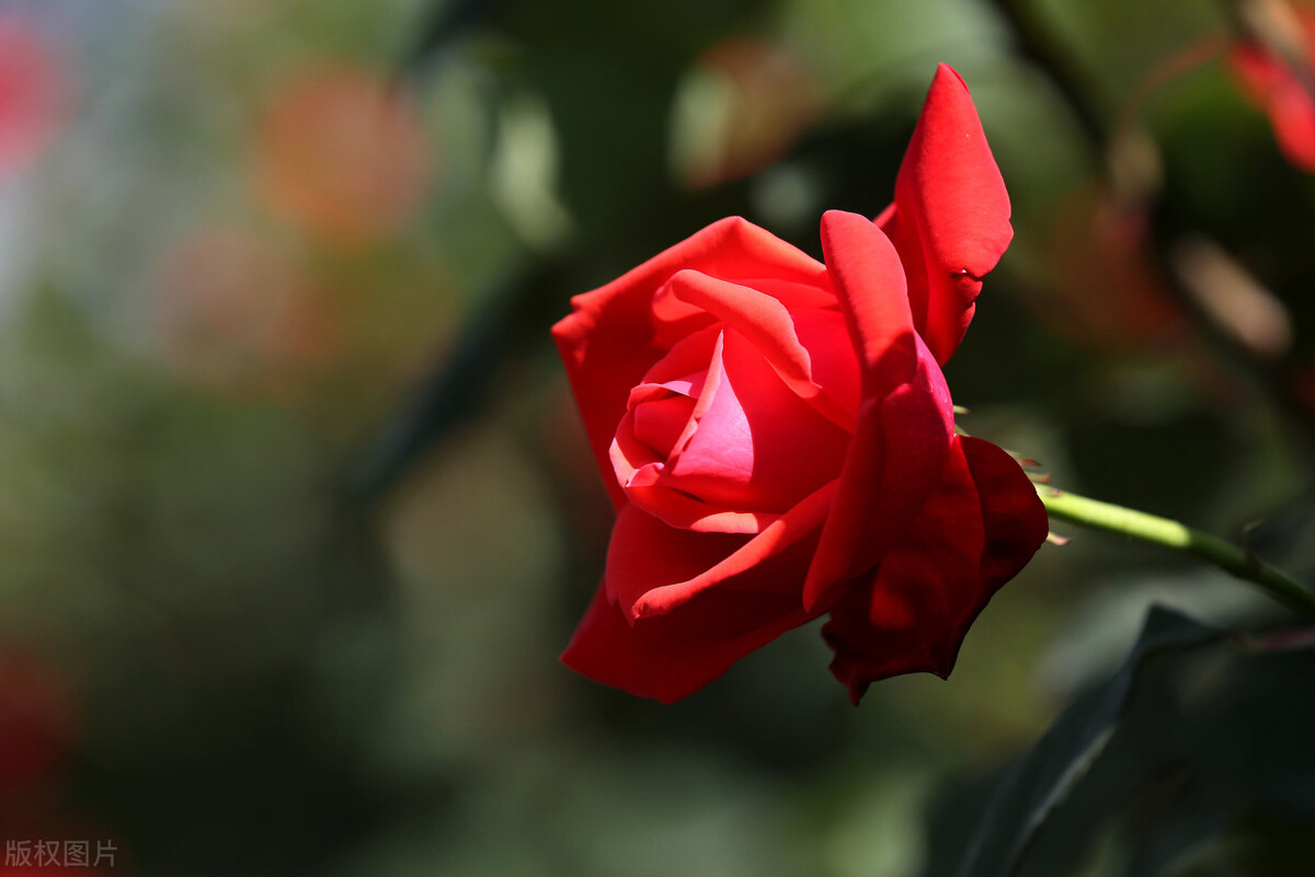 养什么植物晒不死又不怕冻,北方冬天适合养的花草耐寒耐冻