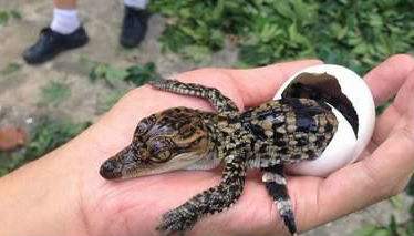 在家养小鳄鱼视频,在家里养小鳄鱼要养什么品种