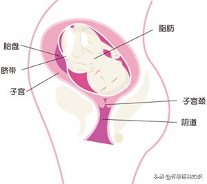 怀孕第三十一周的重要事项和营养美食，气短如何缓解