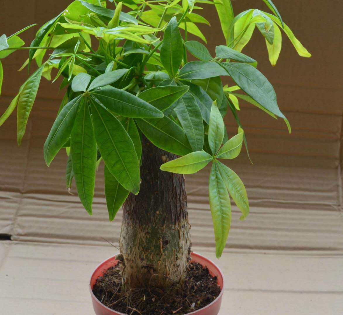 油烟机里边的废油该怎么拿来养花,用废油养君子兰