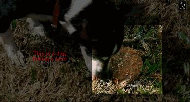 全世界最大的蟾蜍,全球最大的蟾蜍