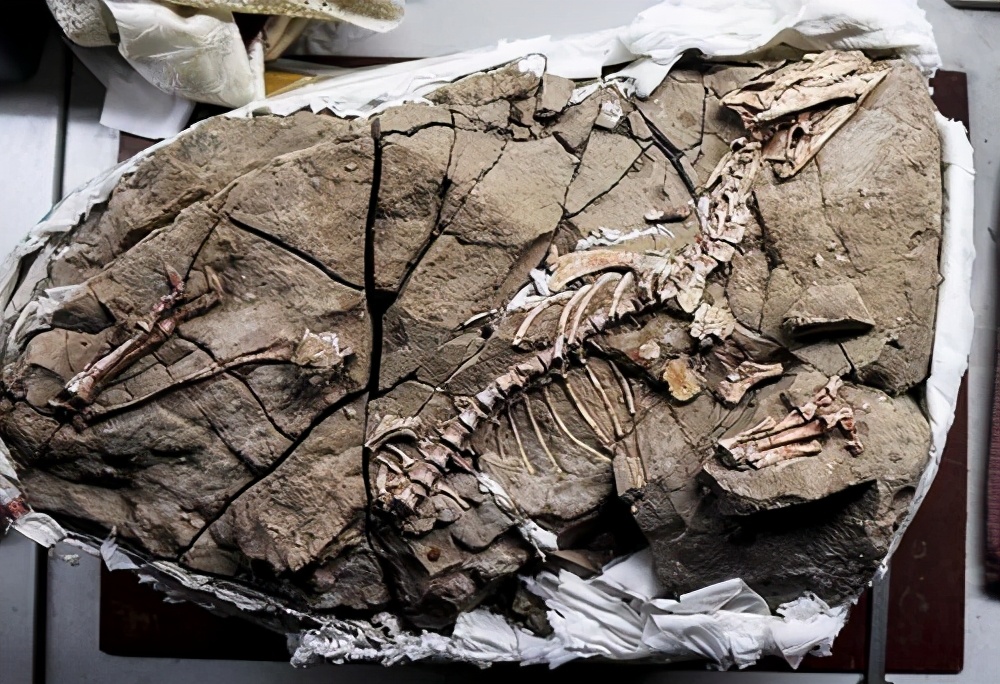 恐龙灭绝的原因仍是谜,恐龙灭绝的原因未解之谜