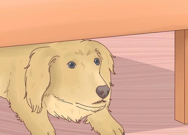 狗狗界的“破冰文化”，如何判断狗狗是否发情？