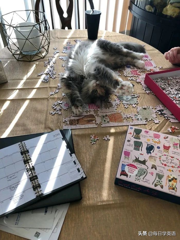 如何和家猫互动,怎样和猫共同拼图