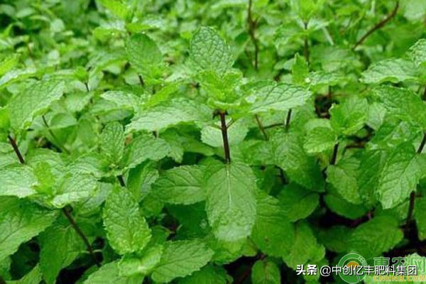 薄荷鱼香草种植方法,鱼腥草怎么繁殖