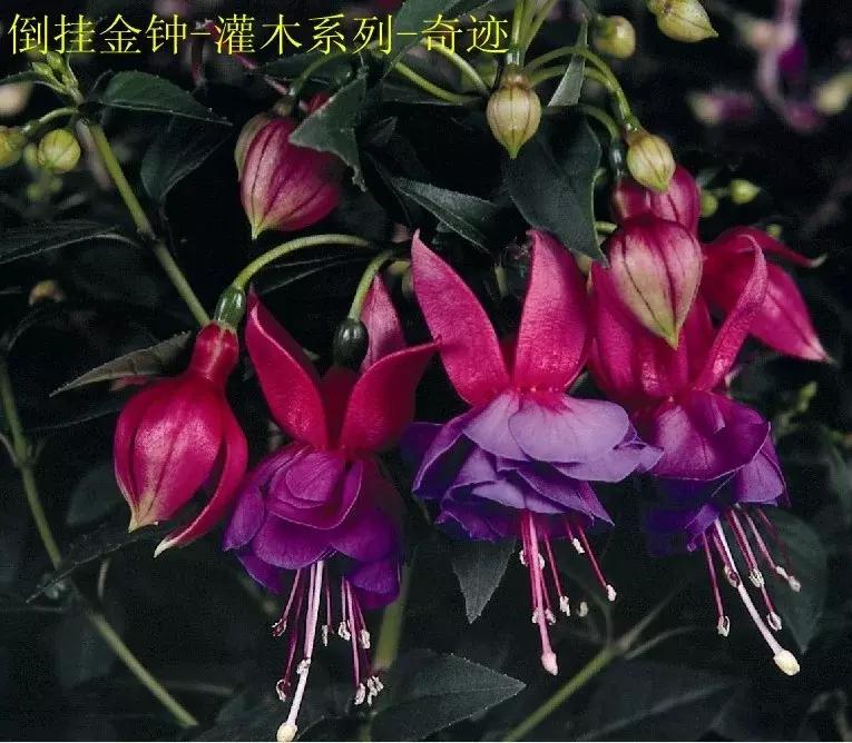 惊艳倒挂金钟,惊艳倒挂金钟图片