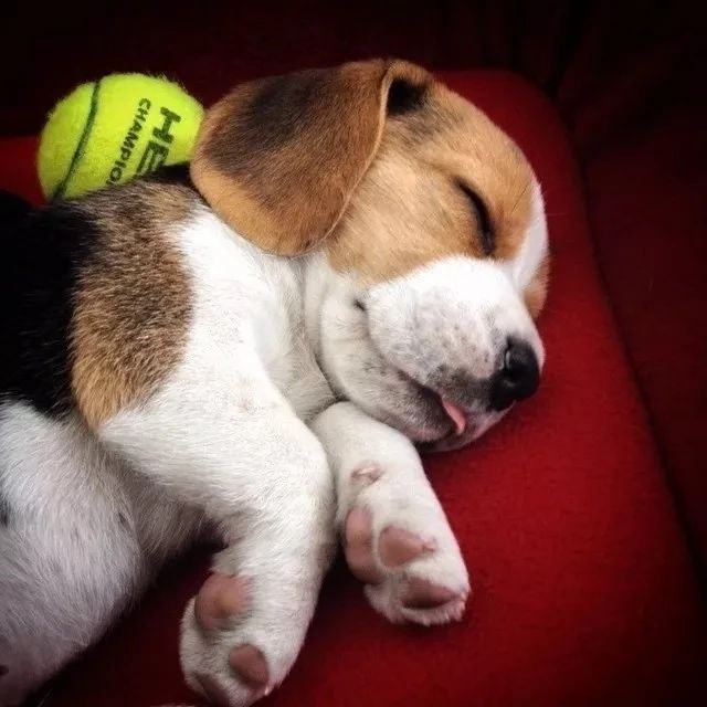 20个关于狗狗的冷知识，99.99%的铲屎官都不知道