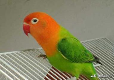 动物萌宠鹦鹉怎么养活的,如何训练不是手养的牡丹鹦鹉