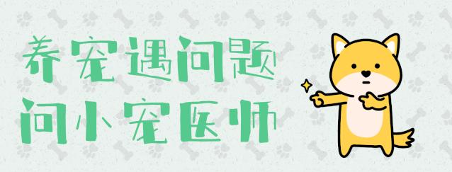 狗狗对人的爱，是缓解焦虑和抑郁症的良药，养狗好处这么多