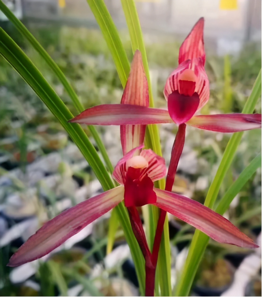 好养又好看又香又便宜的兰花品种,好养又好看又便宜又香的兰花品种