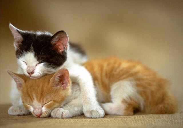 猫咪外出用什么装比较好,猫咪外出怎么装