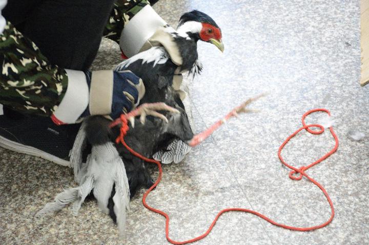 在山上捡的野山鸡,发现野生山鸡