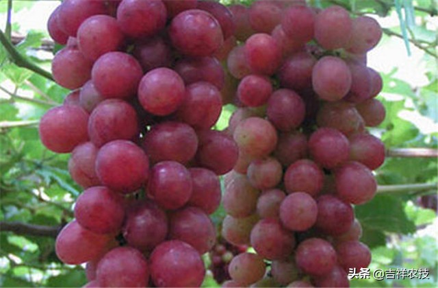 红提温室葡萄栽培技术视频,平架红提葡萄栽培技术