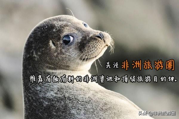 中国与非洲有哪些极具合作潜力的项目？