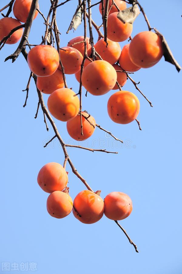 盆栽观果植物有哪些,观果植物具备哪些特征