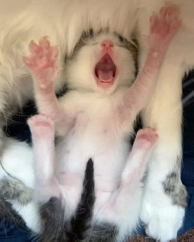 刚出生的小奶猫有多可爱,小奶猫幼崽可爱到犯规