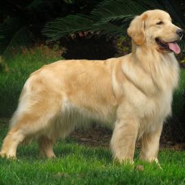 宠物狗各大种类图片大全集,宠物狗的种类和特点图片大全集