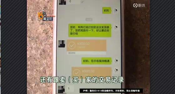 网上买比熊和博美,买博美犬和比熊