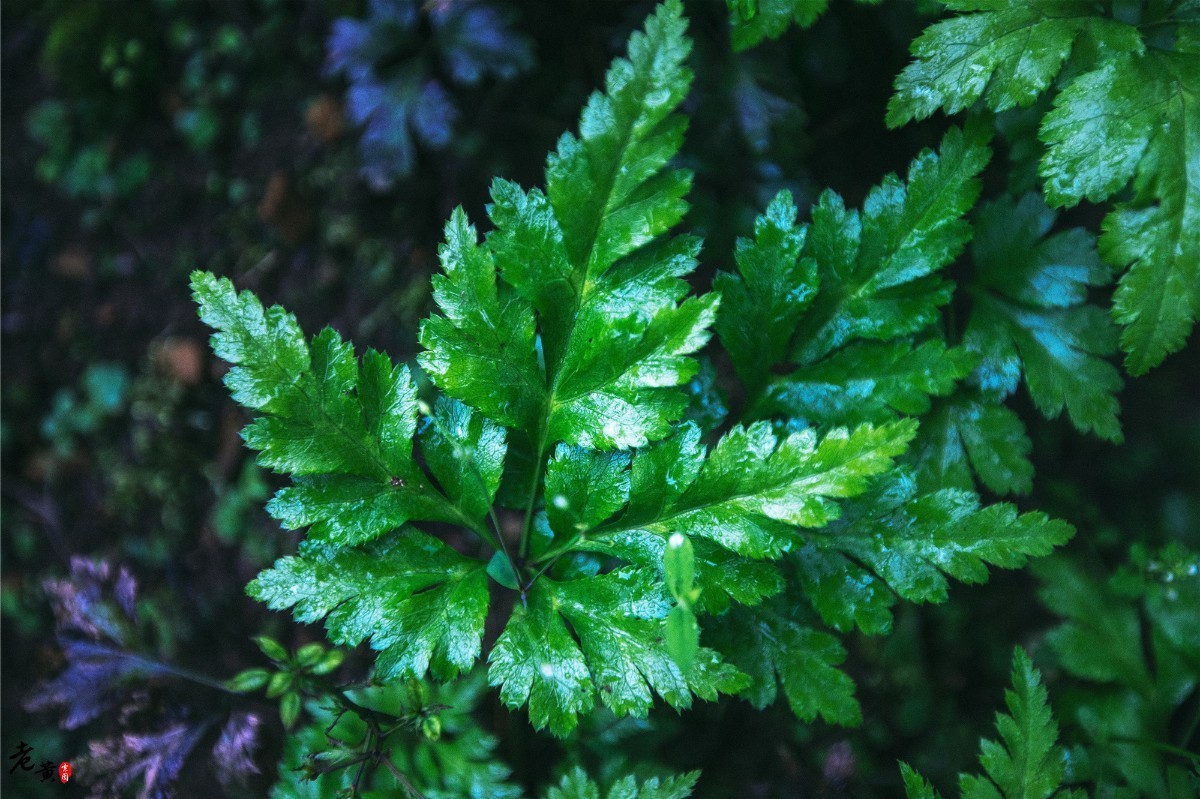 石柱黄连与川黄连,石柱黄连和雅安黄连
