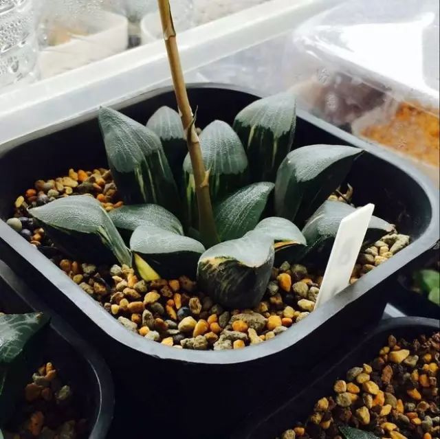 水晶的多肉植物有哪些品种,像水晶的多肉植物图片