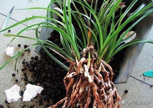 土壤缺少营养怎么补,土壤贫瘠改善