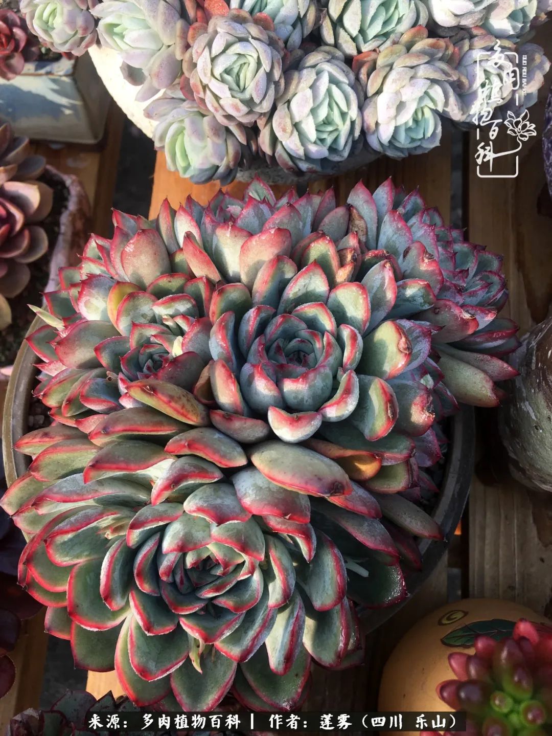 治愈系多肉精灵,初冬携一抹暖阳与多肉相伴