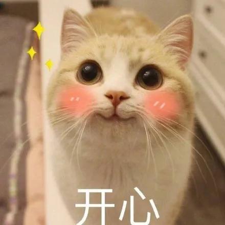 过年回家15天留守猫咪怎么办,主人回家过年猫咪独自等候
