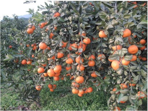 防治流胶用啥药,预防流胶病打什么药