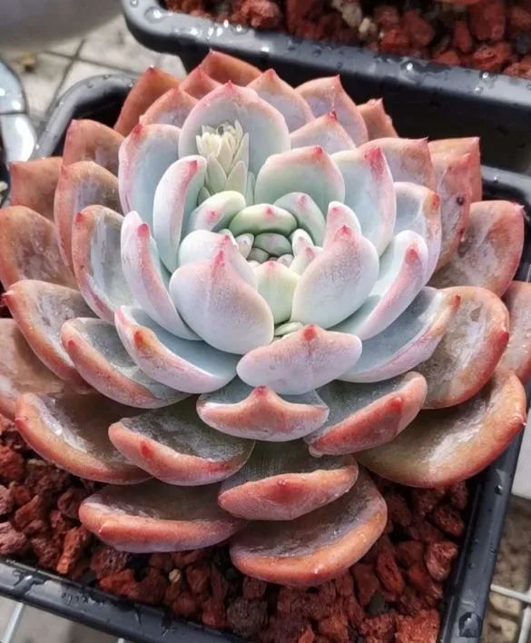 养多肉植物修身养性,多肉的习性和日常养护方法