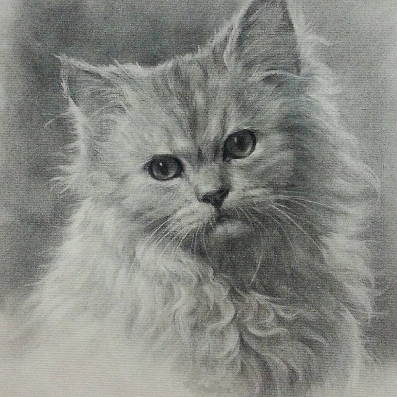 动物世界手绘画,写实素描动物插画教程