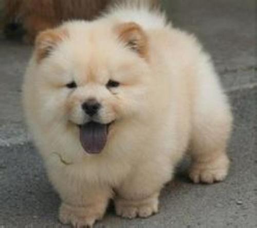 宠物美容技术和手法有哪些,宠物整形有哪些